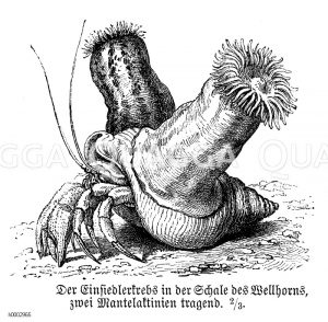 Mantelaktien auf der Schale eines Wellhorn, darin ein Einsiedlerkrebs [Digital]