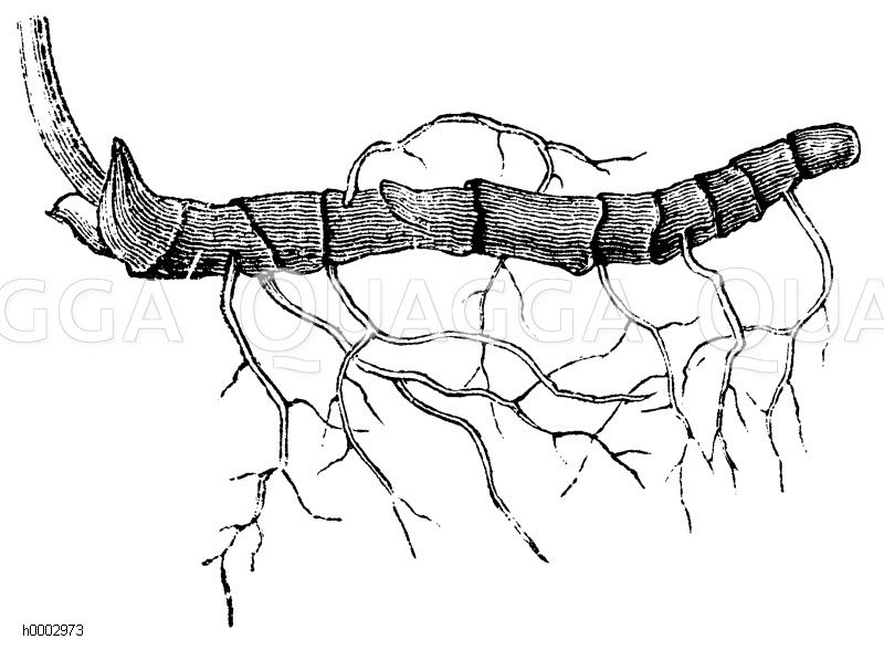 Windröschen: Rhizom [Digital]