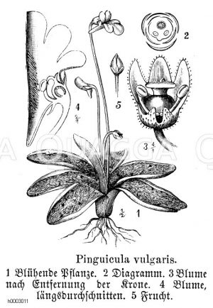 Lentibulariaceae - Wasserschlauchgewächse