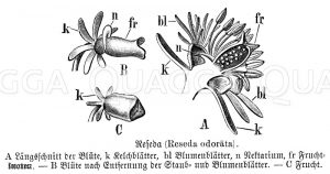 Resede: Blüte [Digital]