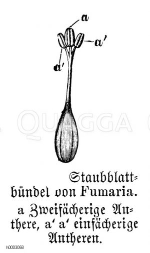 Erdrauch: Staubblattbündel [Digital]