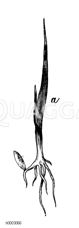 Gras: Keimling [Digital]