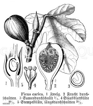 Feige - Ficus carica [Digital]