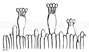 Sporentragende Basidien eines Blattes vom Blätterpilz [Digital]
