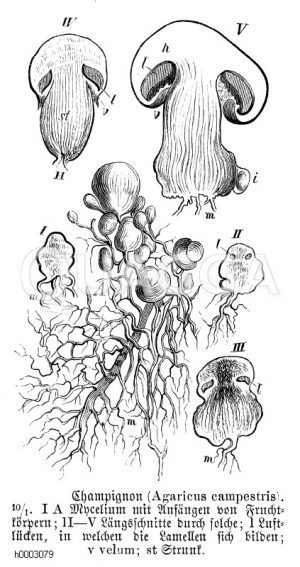 Champignon [Digital]