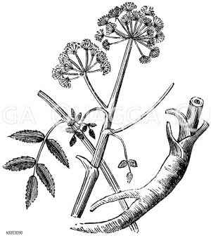 Echte Angelika (Arznei-Engelwurz) <Angelica archangelica> [Digital]