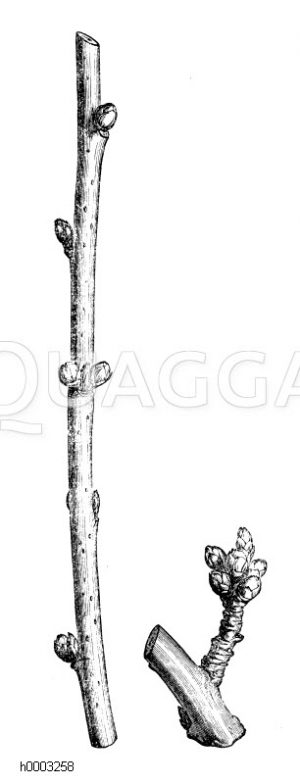 Pfirsich: Zweige mit Knospen [Digital]