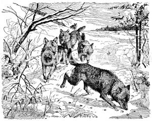 Wolf: Wolfsrudel auf der Fährte eines Beutetieres [Digital]