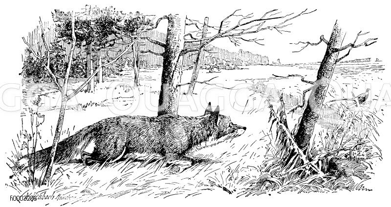 Fuchs: sich an einen Fasan heranschleichend [Digital]