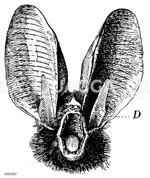 Großohrige Fledermaus: Kopf, D.: Ohrdeckel [Digital]