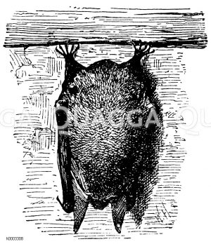 Großohrige Fledermaus: schlafend [Digital]