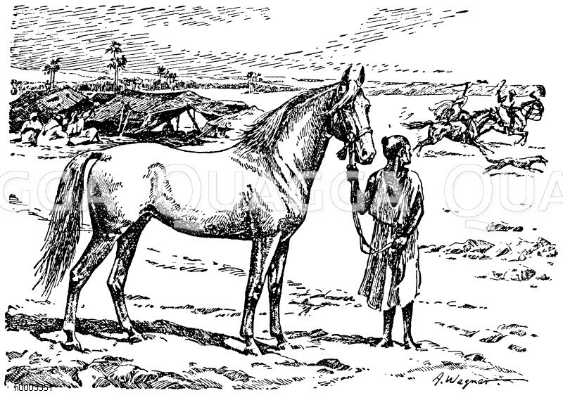 Pferd, Rasse: Araber [Digital]