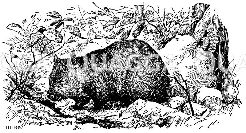 Wombat [Digital]
