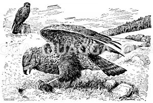 Mäusebussard [Digital]