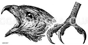 Mäusebussard: Kopf und Fuß [Digital]