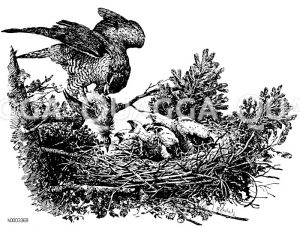 Hühnerhabicht an seinem Nest [Digital]