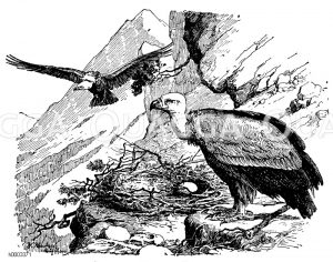 Gänsegeier am Horst [Digital]