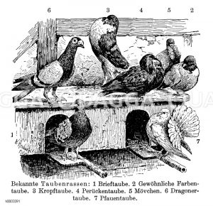 Haustaube, Rassen: Brieftaube, Farbentaube, Kropftaube, Perückentaube, Mövchen, Dragonertaube, Pfauentaube [Digital]