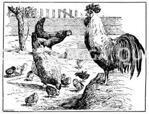 Huhn: Deutsches Landhuhn [Digital]
