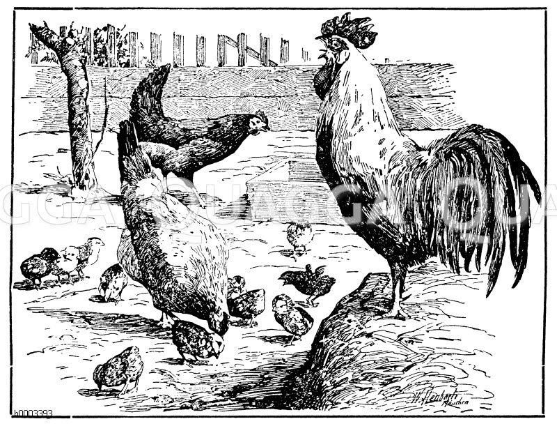 Huhn: Deutsches Landhuhn [Digital]