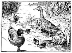 Wildente, links Männchen, rechts Weibchen [Digital]