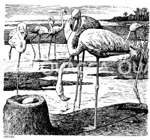 Flamingo, vorne links: Nest [Digital]