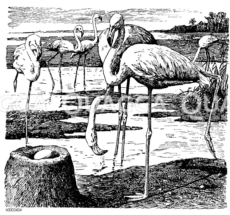 flamingo nest flamingo nest