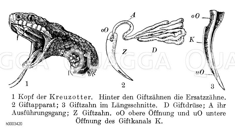 Kreuzotter: Kopf, Giftapparat, Giftzahn [Digital]
