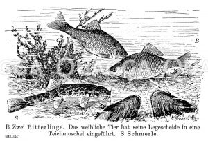 Bitterlinge und Schmerle [Digital]