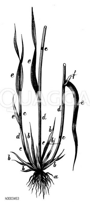 Gras: Grastriebe [Digital]