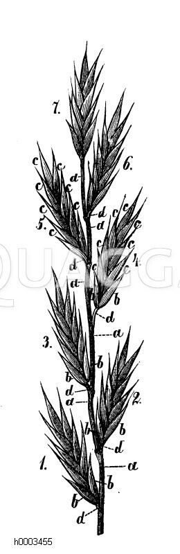 Gras: Blütenstand [Digital]