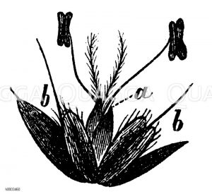 Grasblüte [Digital]