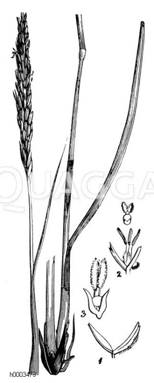 Hundszahn, Dubgras [Digital]