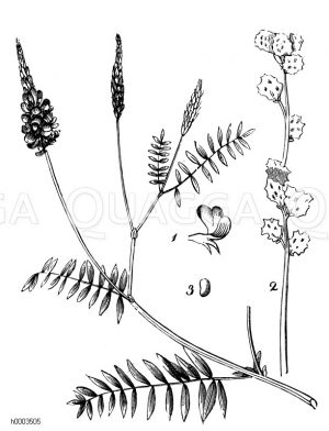 Esparsette [Digital]