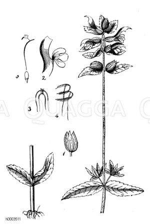 Hahnenkamm, Kläpper, Wiesenschelle [Digital]