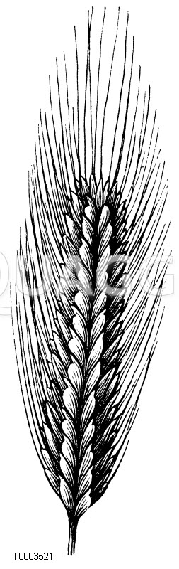 Pferdedinkel [Digital]