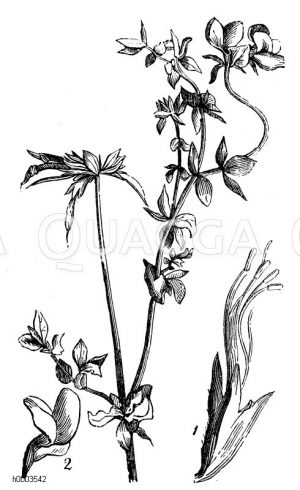 Hornklee, Schotenklee, Honigklee, Gelbe Vogelwicke, Marienschuhe, Marienpantöffelchen, Frauen-Fingerkraut [Digital]