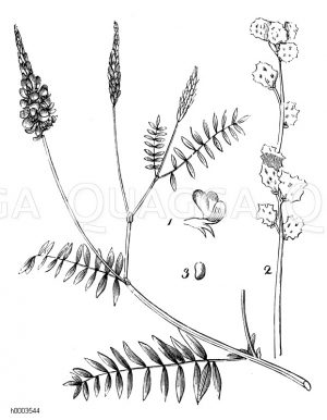 Esparsette, Esper, Schett [Digital]