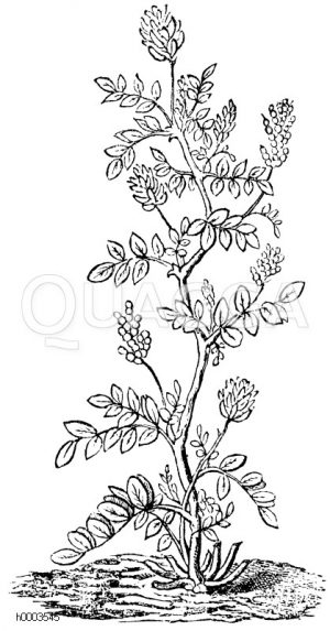 Esparsette [Digital]