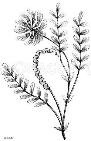 Hufklee, Pferdehuf [Digital]