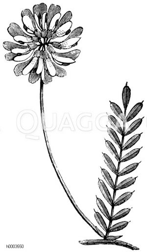 Gelber Kronenklee, gelbe Kronenwicke [Digital]