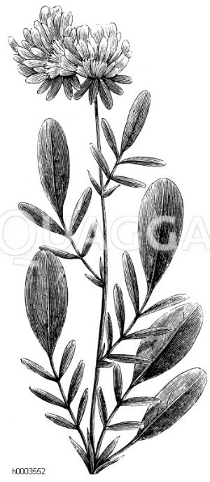 Wundklee, Tannenklee, Wollblume, Brustkraut, Katzenkraut [Digital]