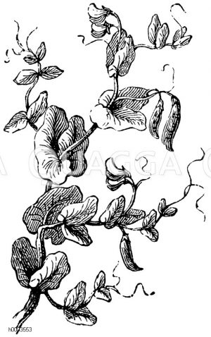 Stockerbse, wilde Erbse [Digital]