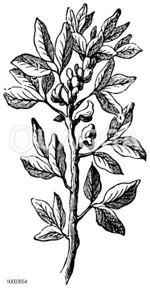 Feldbohne, Ackerbohne, Saubohne [Digital]