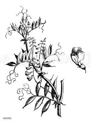 Knollenplatterbse [Digital]