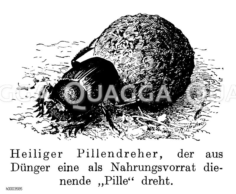 Heiliger Pillendreher [Digital]