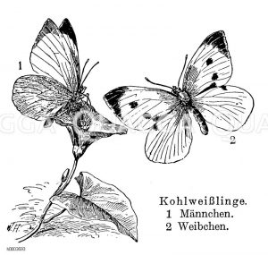 Kohlweißling: Männchen und Weibchen [Digital]