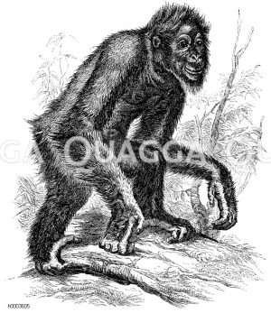 Orang-Utan [Digital]