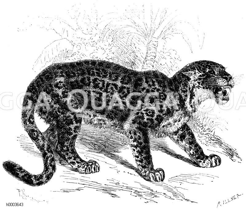 Jaguar oder Unze [Digital]