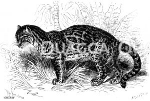 Ozelot oder Pantherkatze [Digital]